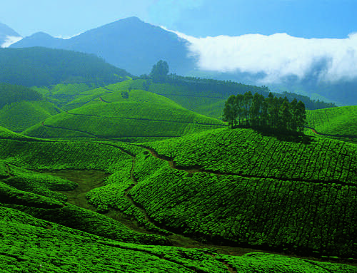 Best Tourist Places to Visit in Kerala